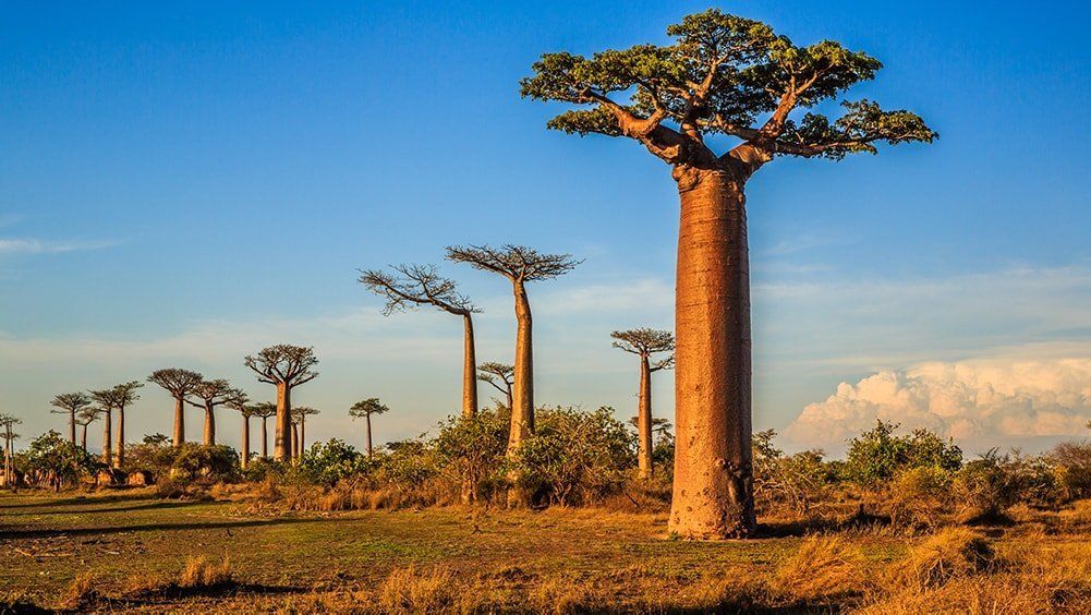 Baobab Ağacı